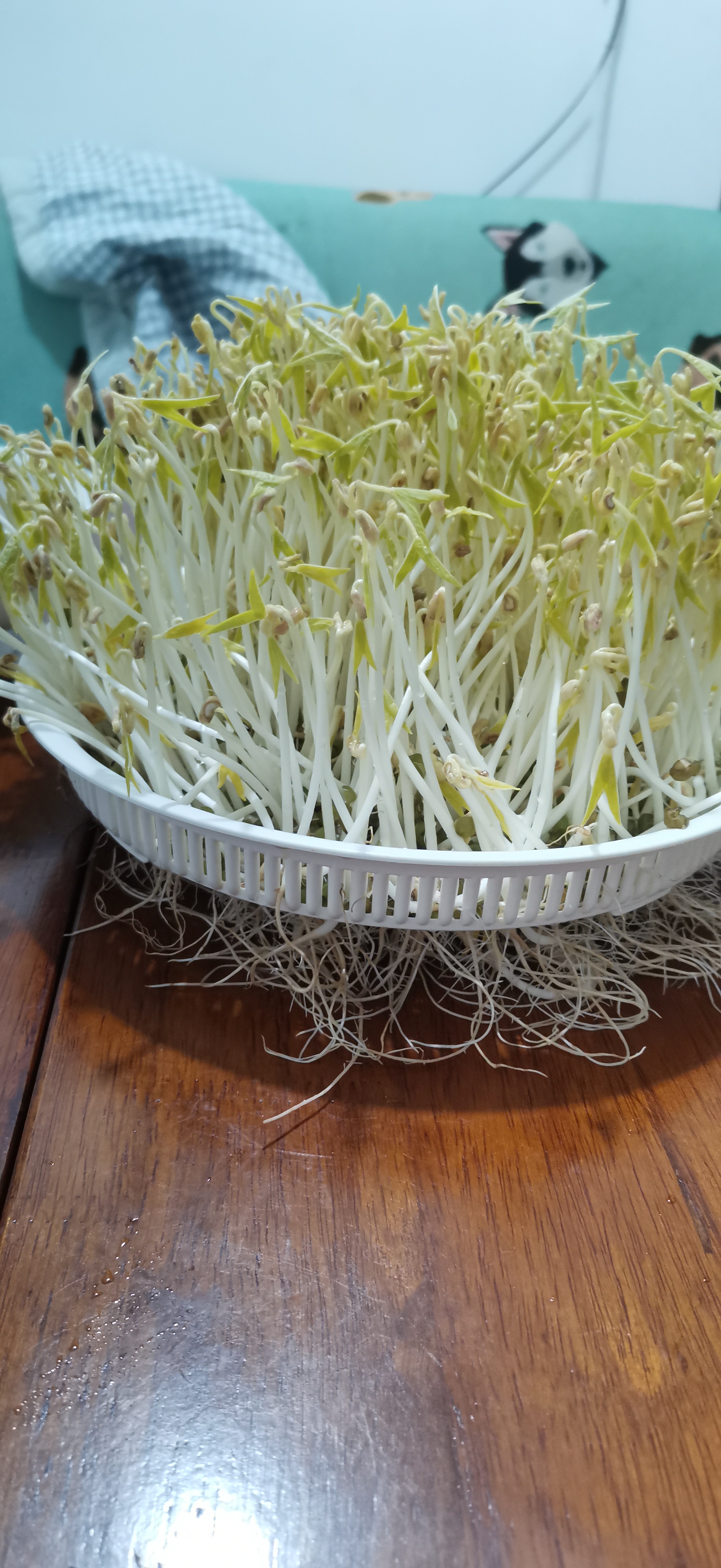 阿姨资料照片