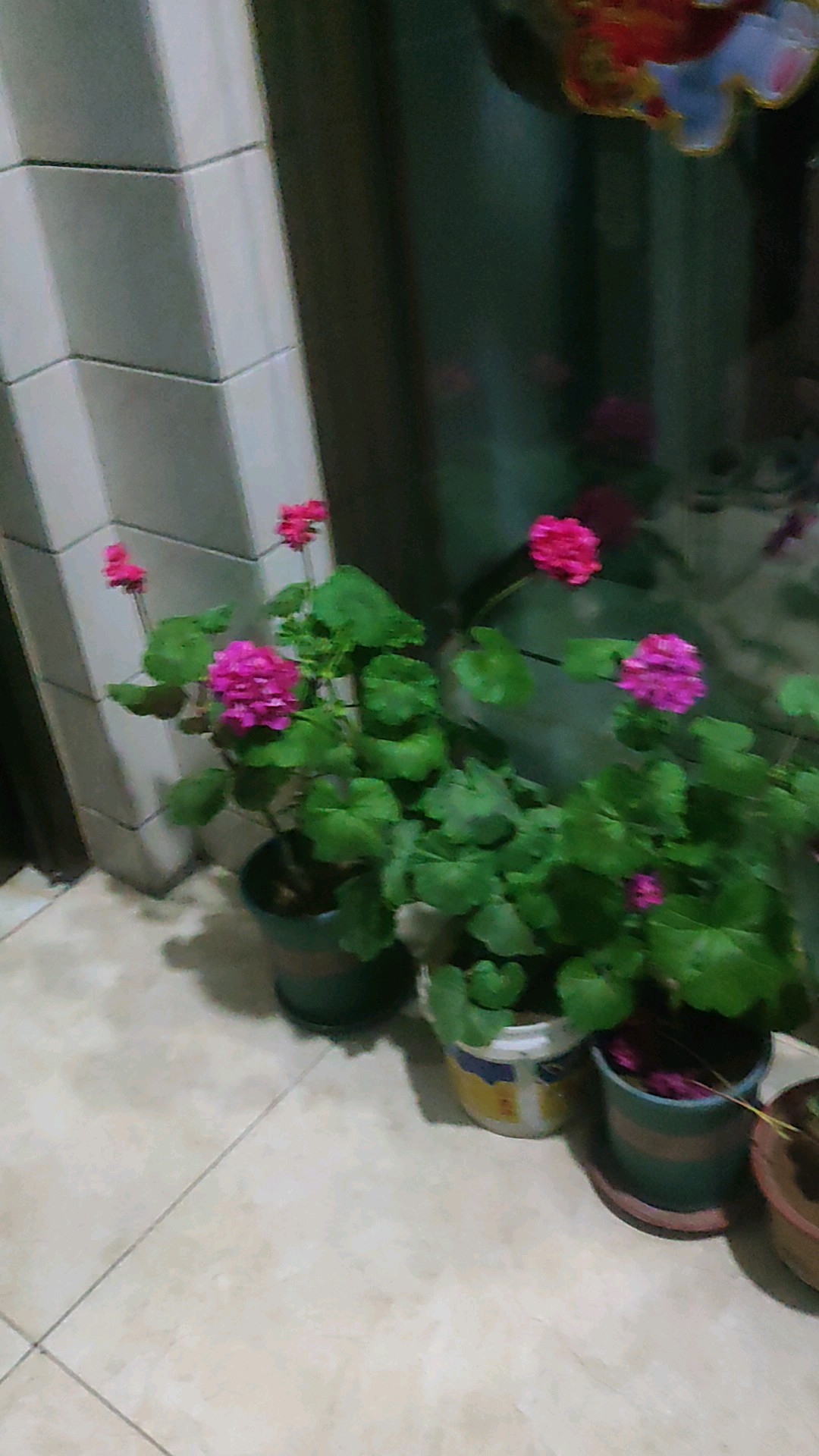 杨阿姨照片