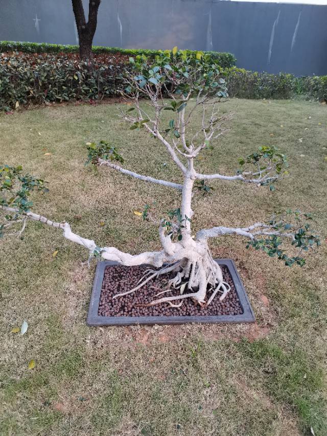 侯护工照片