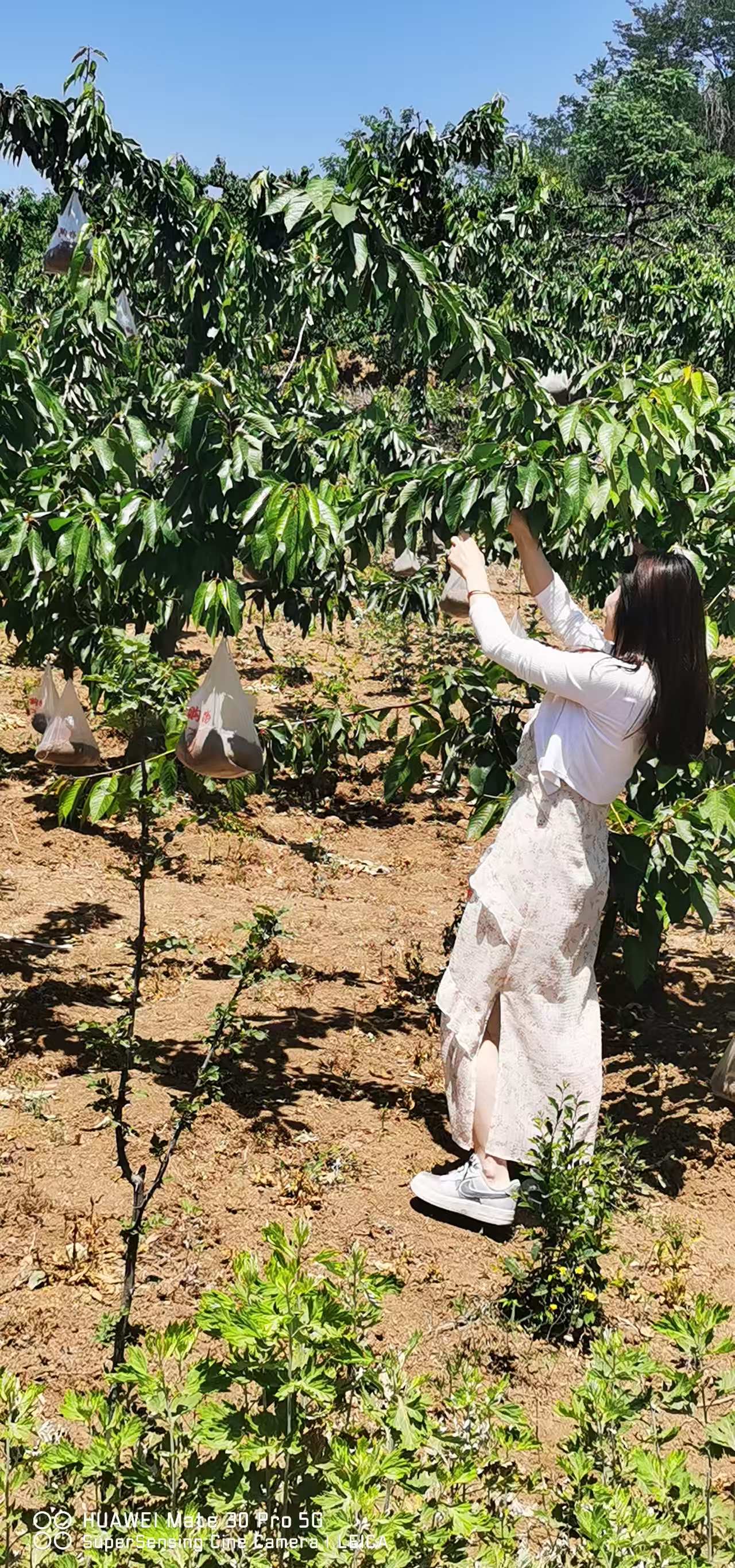 刘阿姨照片
