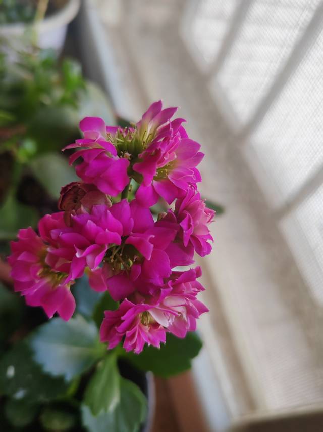 翟阿姨照片