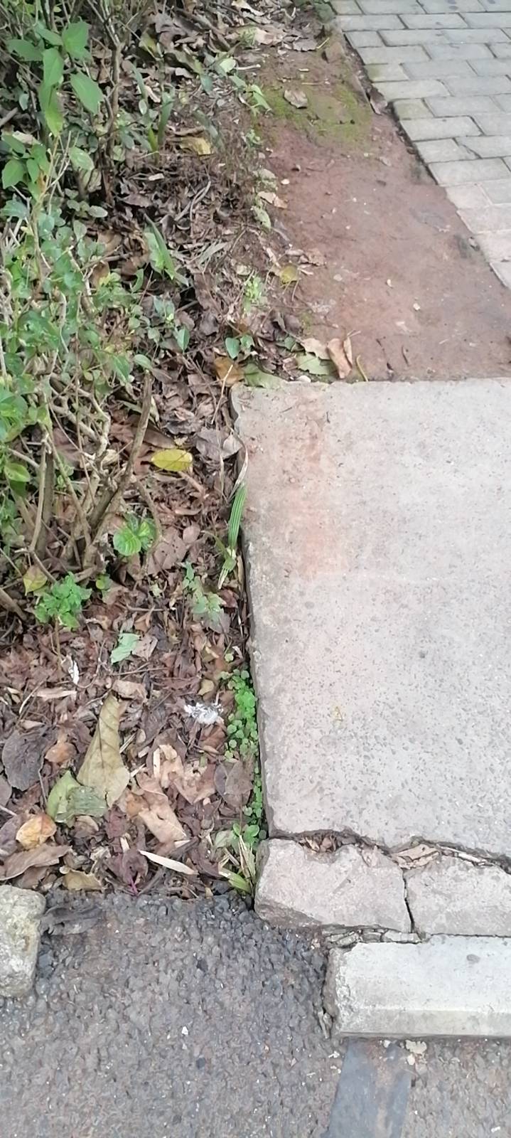 苏阿姨照片