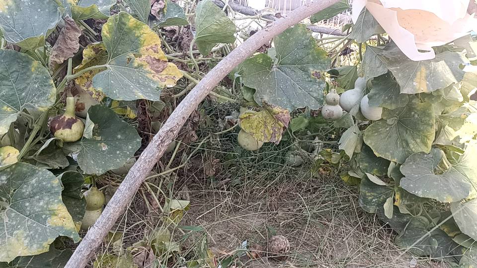 张阿姨照片